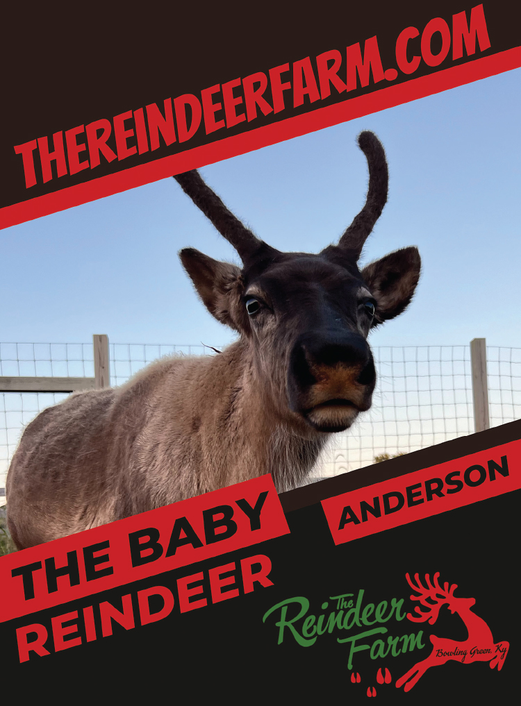 Visit the Reindeer Farm