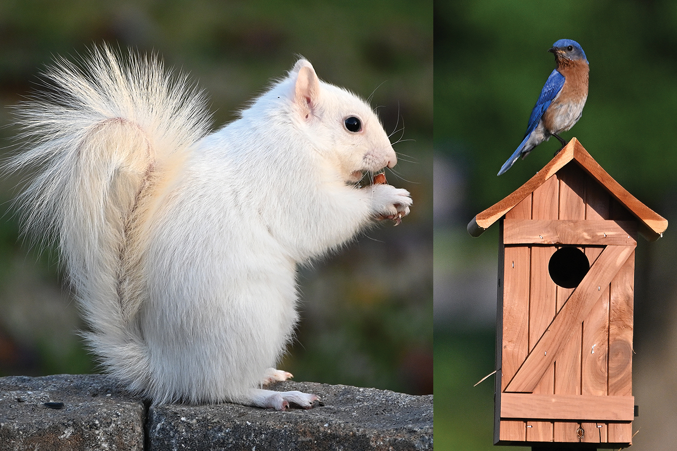 Leo Ward Terra Studios Blue Bird Of Happiness Figurine 2.75 In Signed - Foto 12