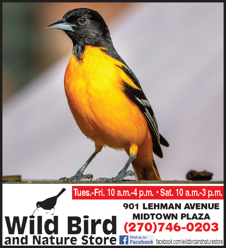 Attract Baltimore Orioles to your yard with help from the Wild Bird and Nature Store
