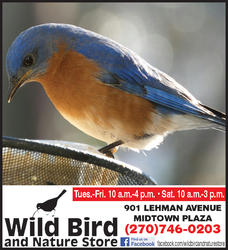 Let Wild Bird and Nature Store help you lure the amazing bluebirds to your backyard.