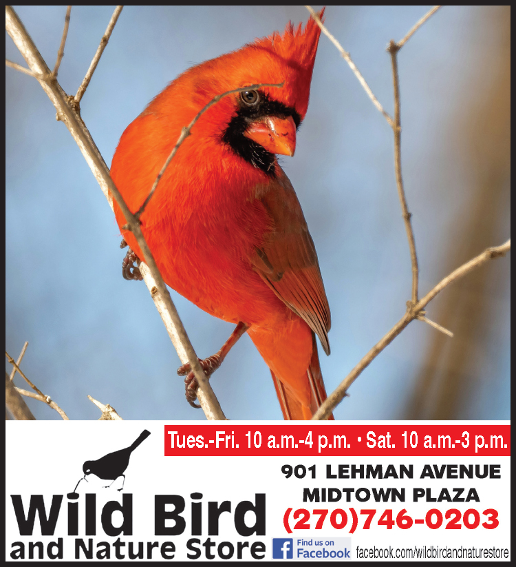 Cardinals appear when angels are near... the Wild Bird and Nature Store