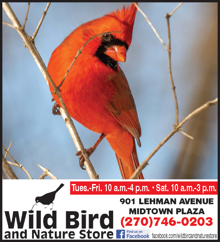 How to attract Cardinals with help from the Wild Bird and Nature Store.