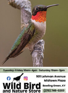 Hummers at The Wild Bird and Nature Store.
